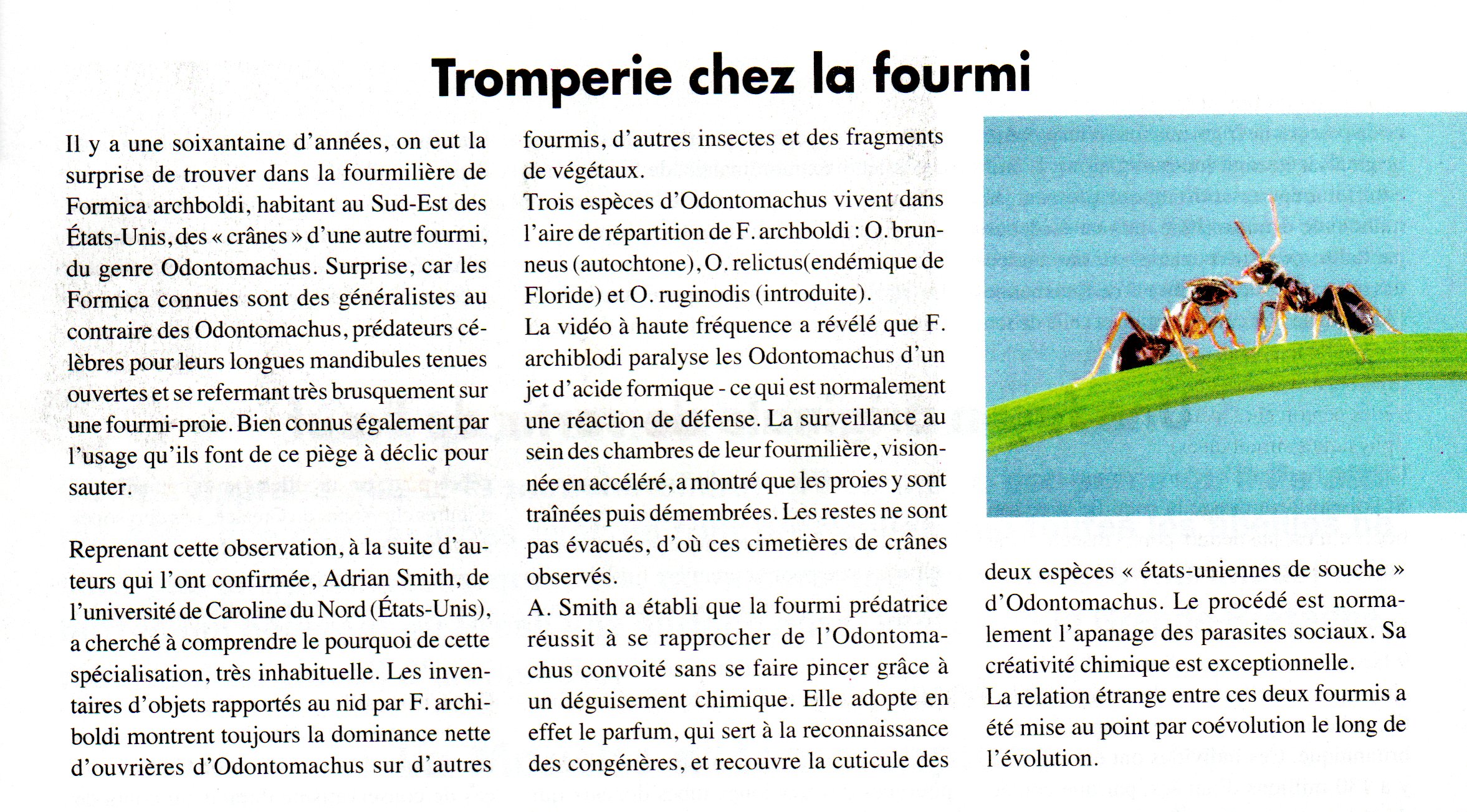 Prédateurs de fourmis
